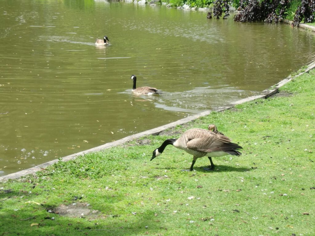 Minoru Park Richmond