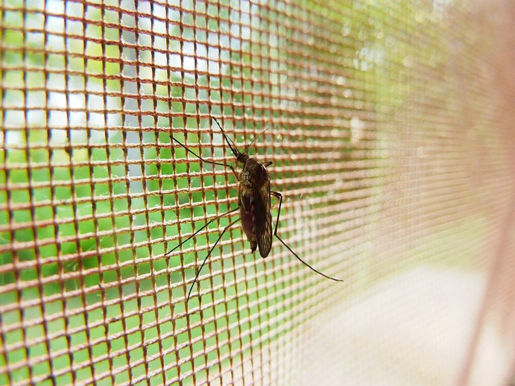 Malaria Mücke Moskitonetz