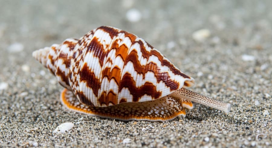 Kegelschnecke Thailand